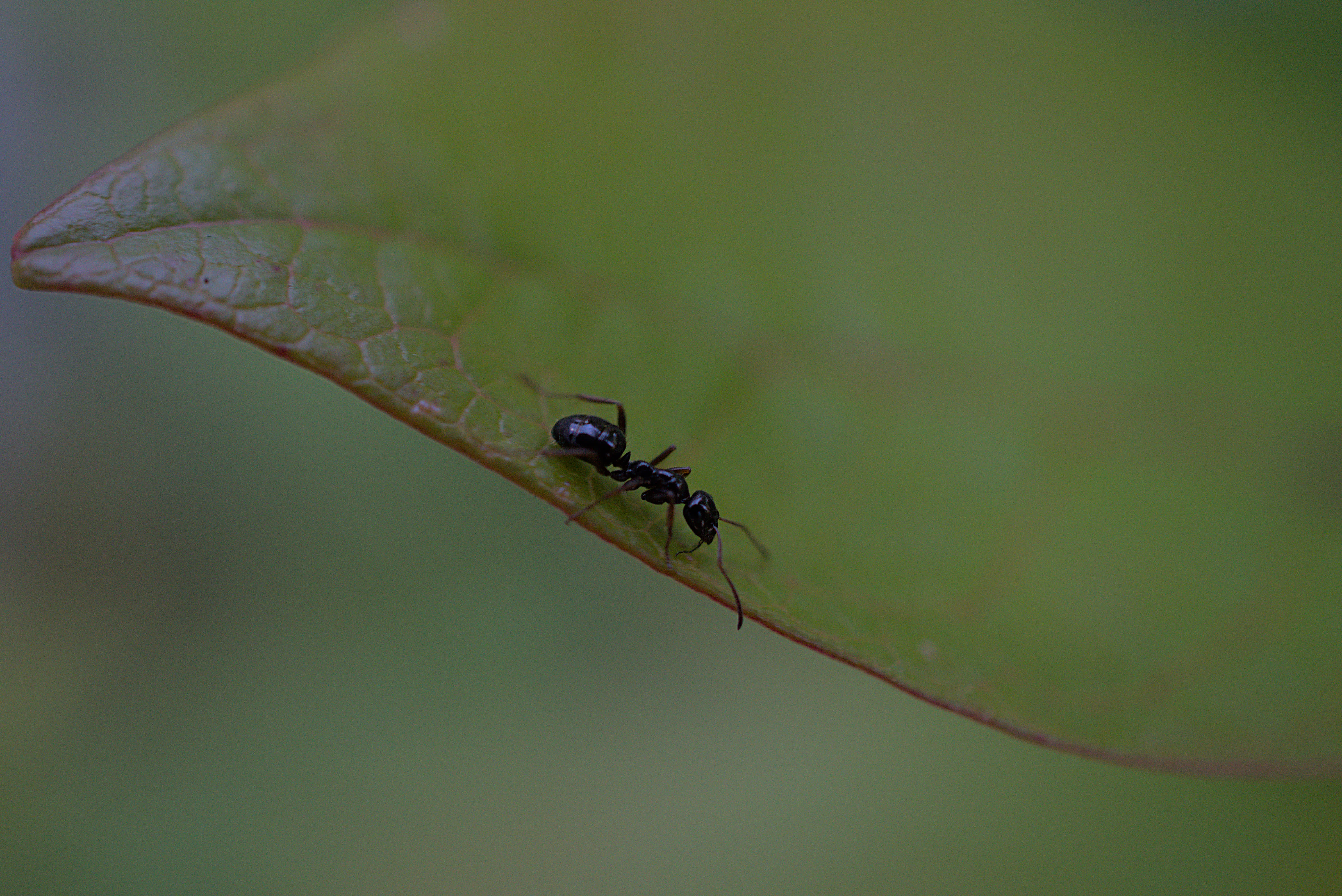 Ant On Blueberry Leaf