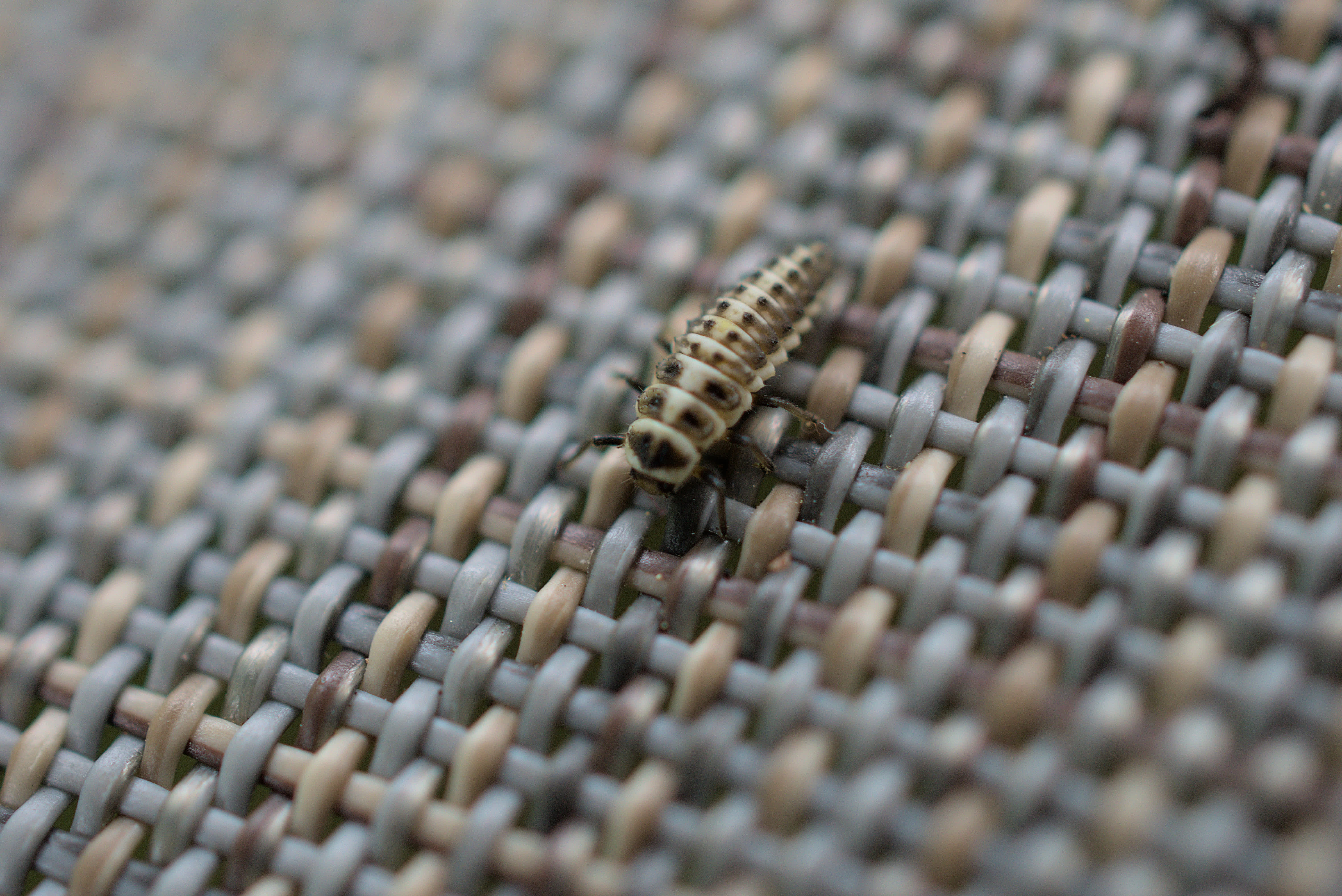 Bug On Chair 1