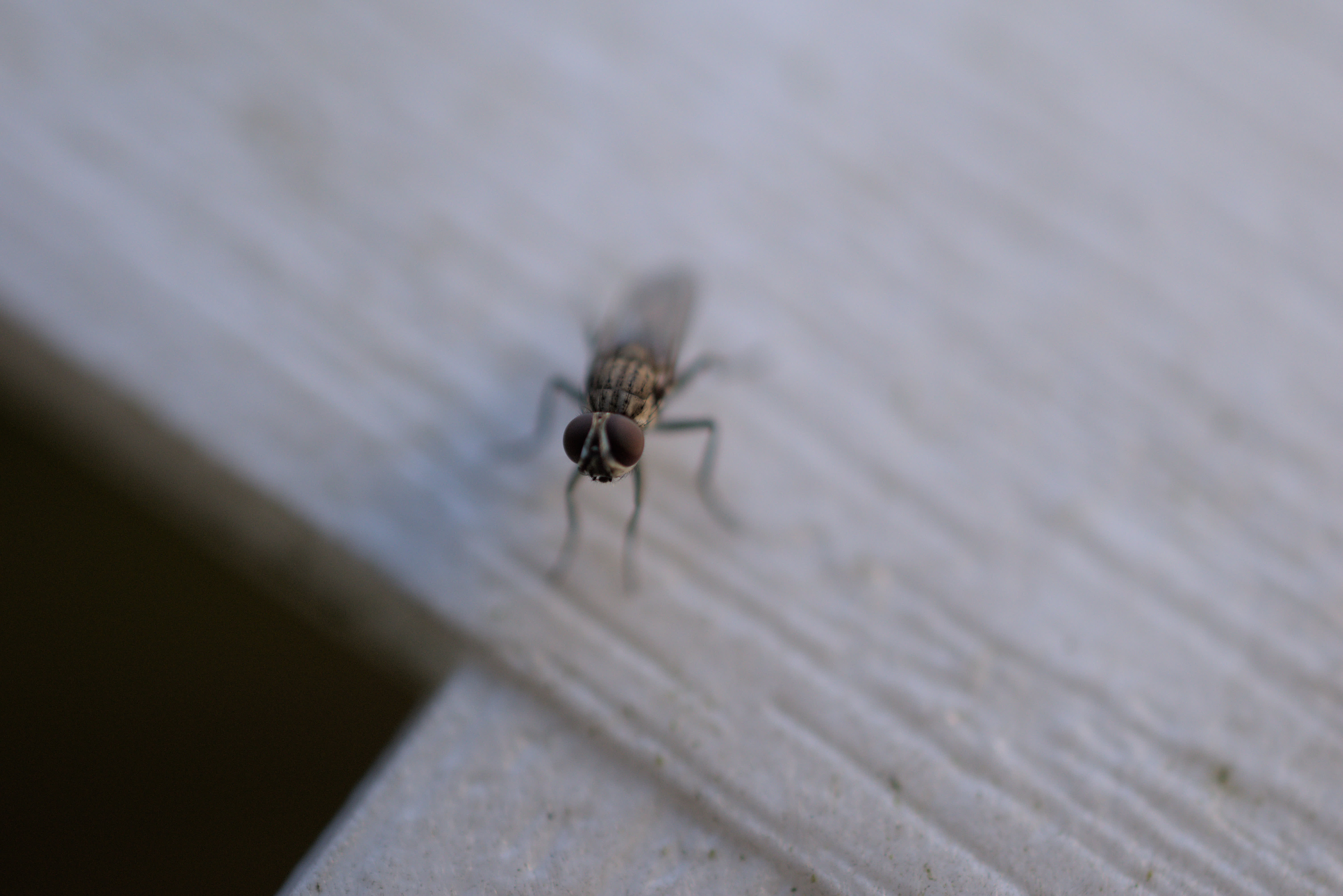Photo of a fly on a white wall