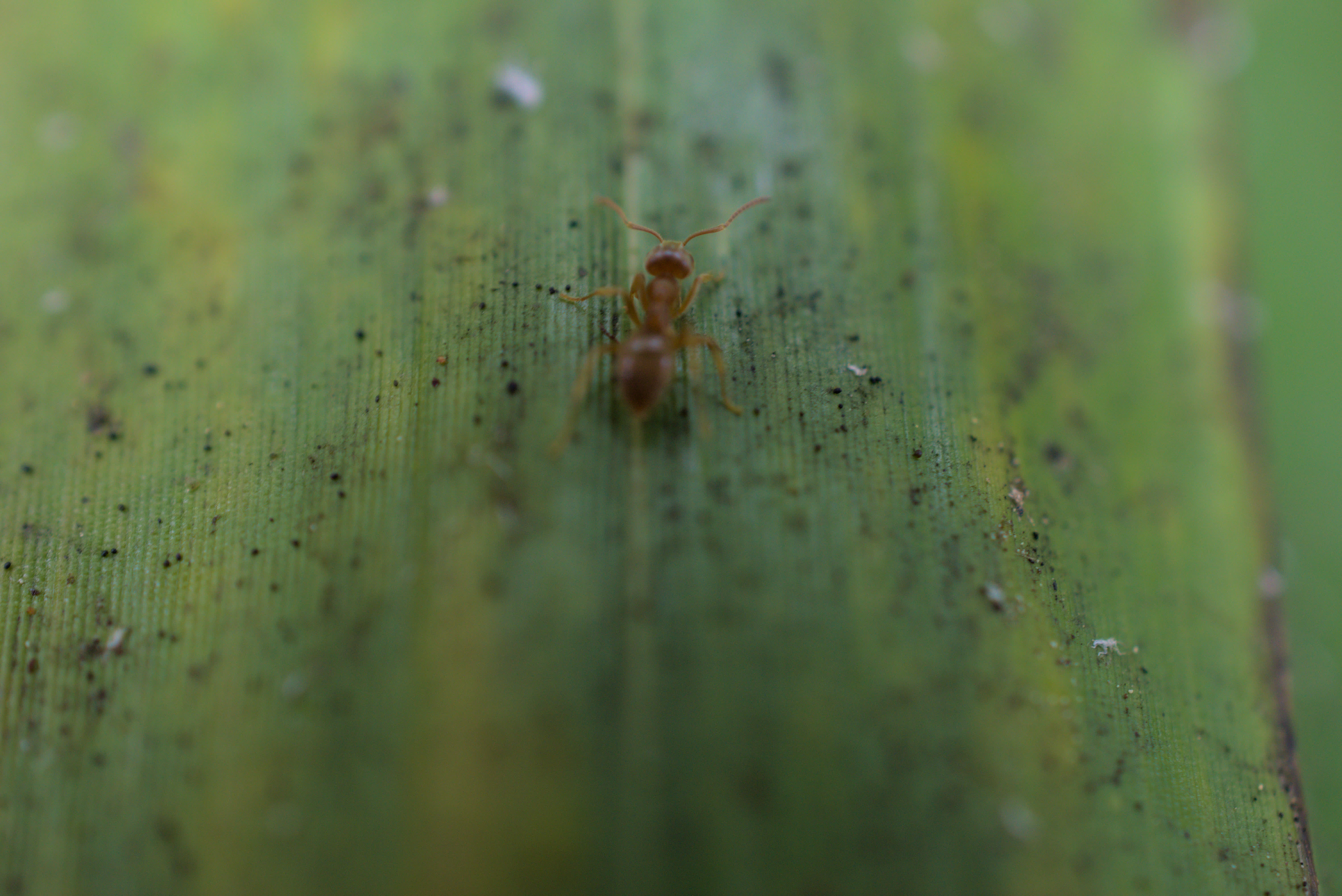 Photo of an ant on bamboo