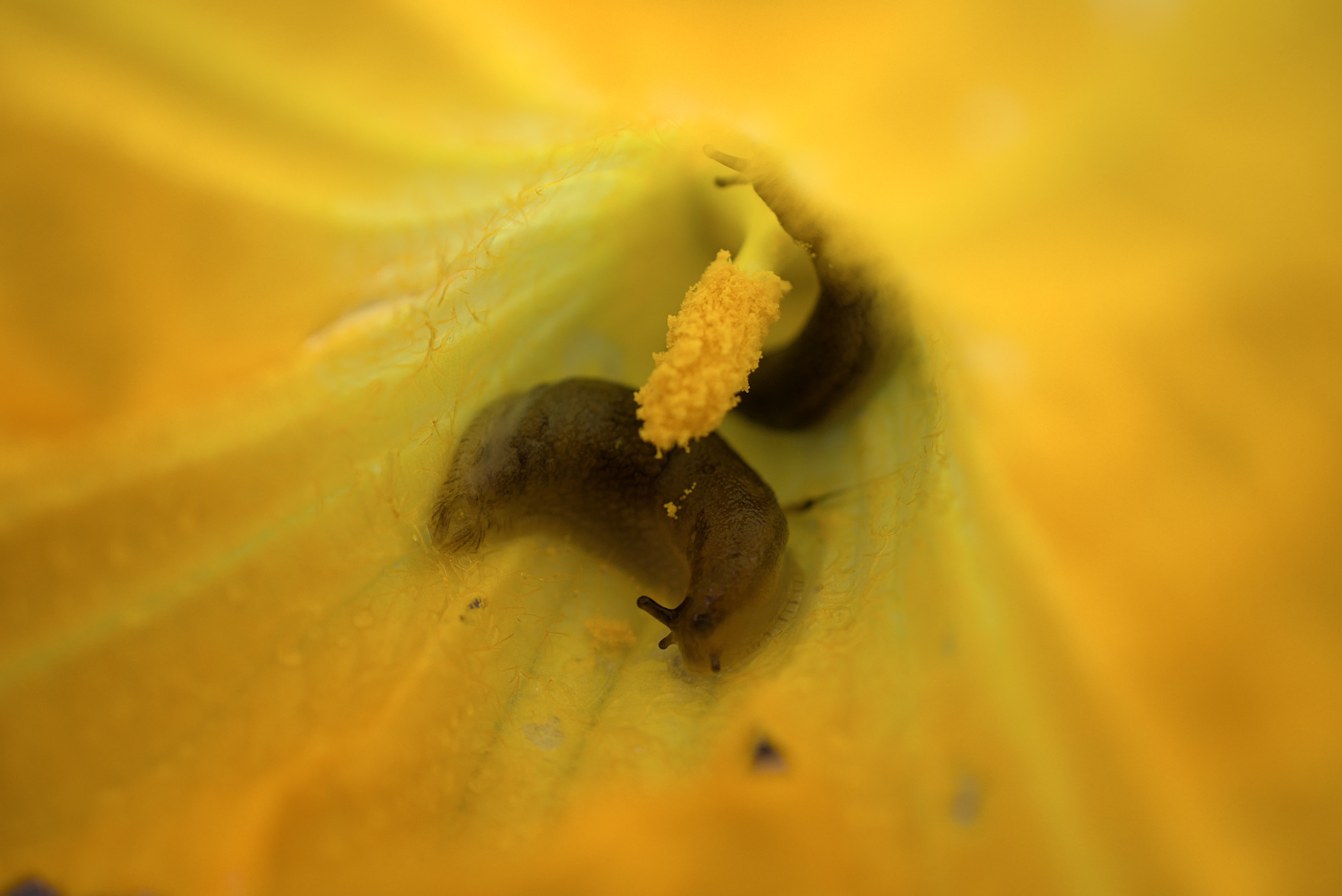 Pollen On Slug